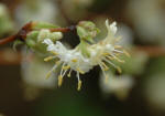 Lonicera fragrantissima - Winter honeysuckle